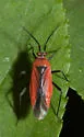 Lopidea staphyleae - photo 2