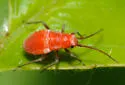 Lopidea staphyleae - photo 3