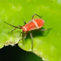 Lopidea staphyleae - photo 4
