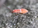Lopidea staphyleae - photo 5