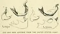 Lopidea texana 0 - Lopidea texana
