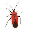 Lopidea texana 0 - photo 3
