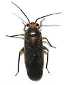 Lopidella flavoscuta - Lopidella flavoscuta