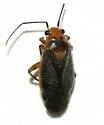 Lopidella flavoscuta - photo 2