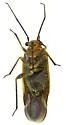 Lopidella flavoscuta - photo 3