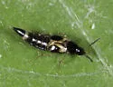 Lordithon appalachianus