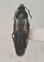Lordithon axillaris