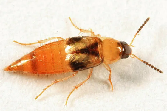Lordithon campbelli - photo 2