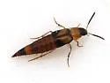 Lordithon facilis