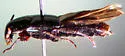 Black Lordithon Rove Beetle