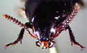 Black Lordithon Rove Beetle - photo 2