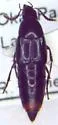 Black Lordithon Rove Beetle - photo 3