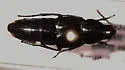 Black Lordithon Rove Beetle - photo 4