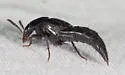Black Lordithon Rove Beetle - photo 5