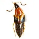 Lordithon obsoletus