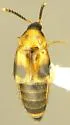 Lordithon oregonus