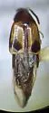 Lordithon poecilus