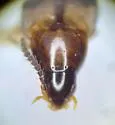 Lordithon poecilus - photo 2