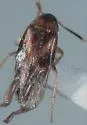 Lordithon scutellaris