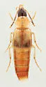 Lordithon scutellaris - photo 2
