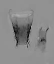 Lordithon scutellaris - photo 3