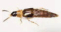 Lordithon thoracicus - Lordithon thoracicus