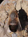 Lordotus divisus