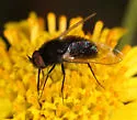 Lordotus divisus - photo 3