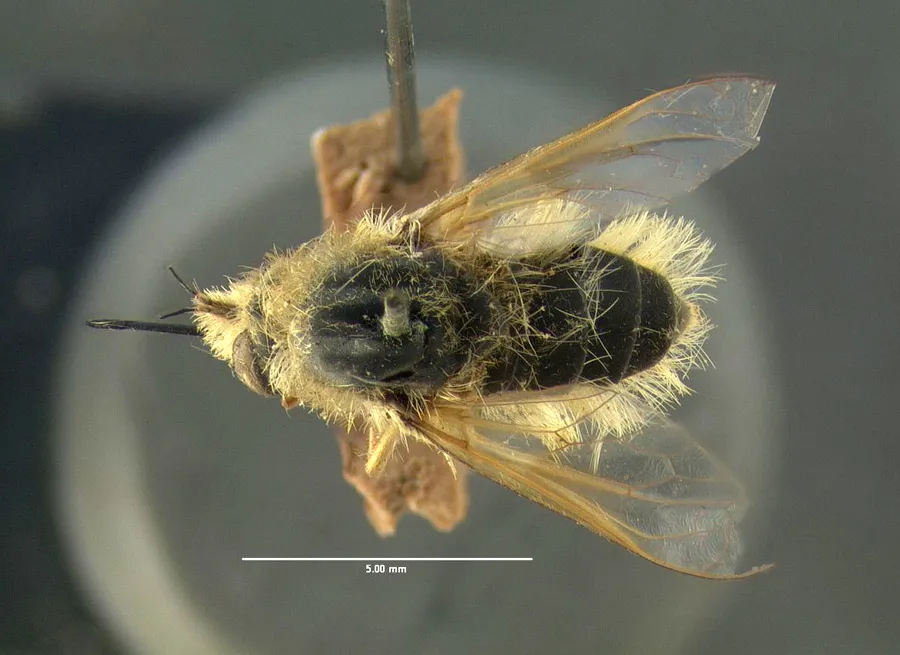 Lordotus gibbus - photo 2