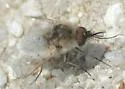 Lordotus planus