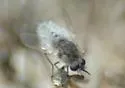 Lordotus planus - photo 3