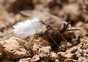 Lordotus planus - photo 4