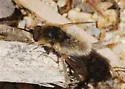 Lordotus planus - photo 5