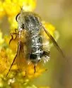 Lordotus striatus