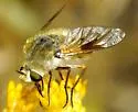 Lordotus striatus - photo 2