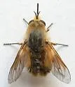 Lordotus striatus - photo 3