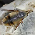Lordotus striatus - photo 4