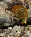 Lordotus striatus - photo 5