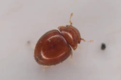 Loricaster rotundus - Loricaster rotundus