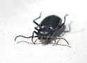 Loricera decempunctata - photo 3