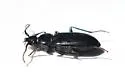 Loricera decempunctata - photo 4