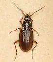 Loricera foveata