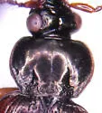 Loricera foveata - photo 2