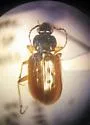 Loricera foveata - photo 3