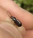 Loricera foveata - photo 4