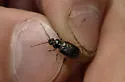 Loricera foveata - photo 5