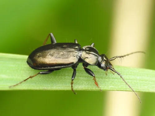 Loricera pilicornis