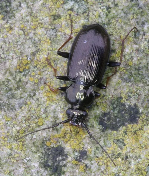 Loricera pilicornis - photo 8