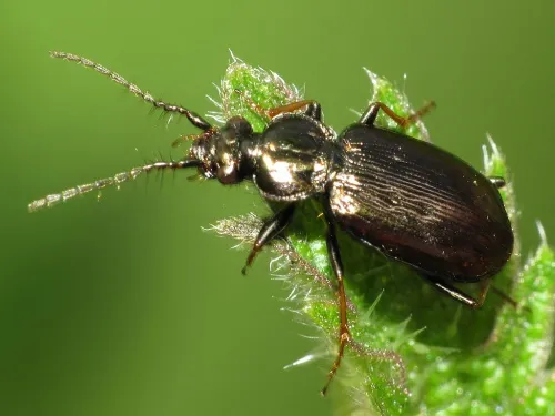 Loricera pilicornis - photo 2