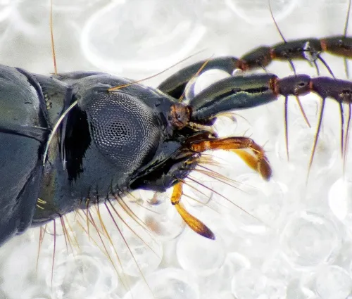 Loricera pilicornis - photo 3
